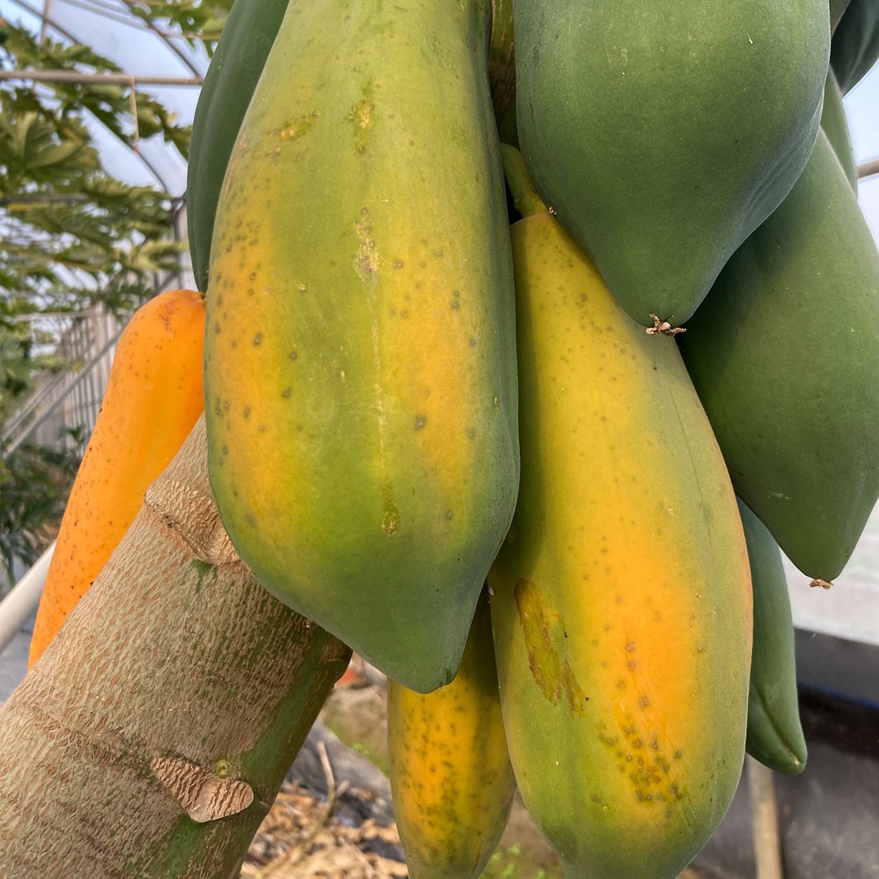 在欉紅木瓜(1台斤) 台農二號 溫室栽培 木瓜 無毒木瓜  產地直送